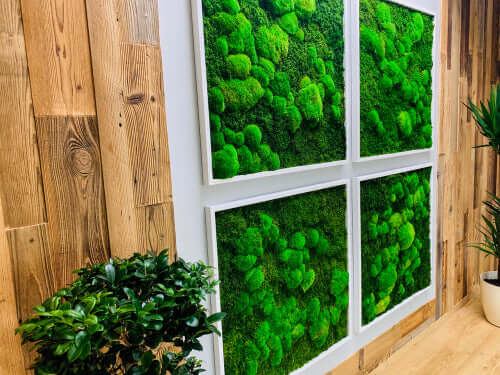 Green moss wall art in white frames for indoor plants