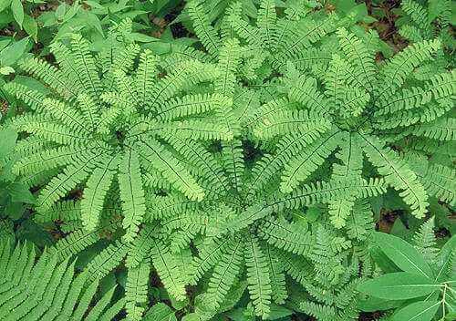 Lush green maidenhair fern fronds with feathery leaves