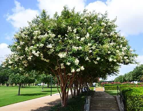 Crepe myrtle tree with lush green foliage and white flower clusters