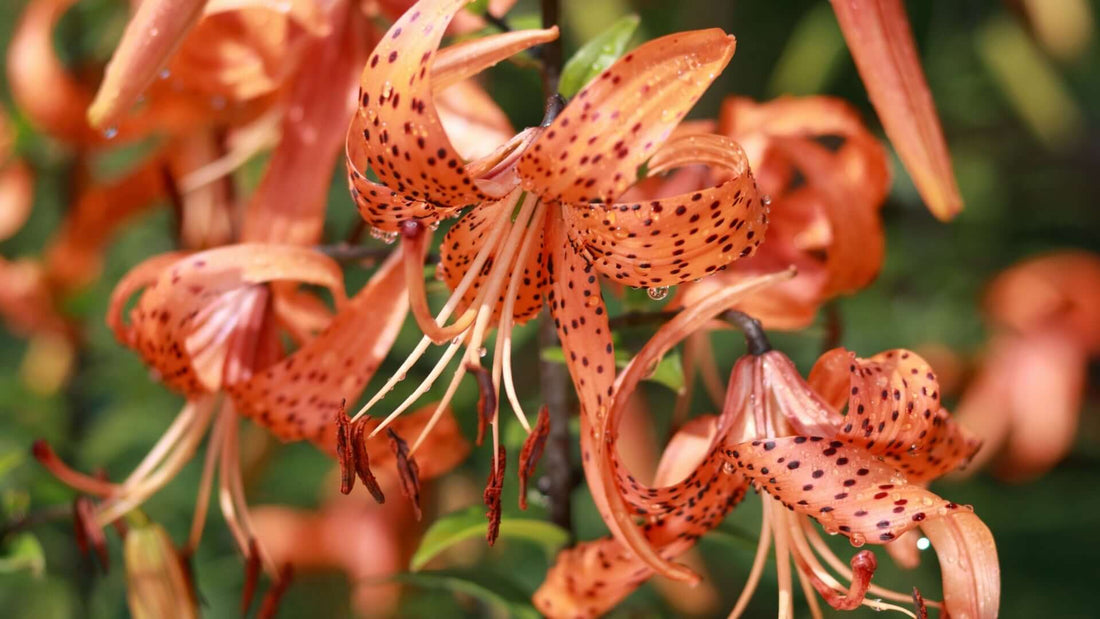 Tiger lilies with orange petals, dark brown spots and curved edges