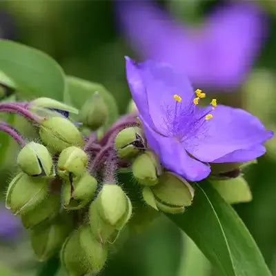Vibrant purple flower with yellow stamens and green seed pods for Ohio climate