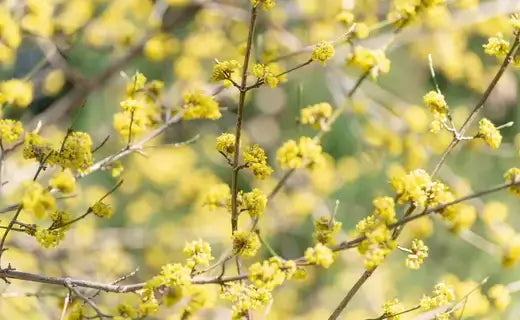 Northern spicebush bright yellow blossoms on slender bare branches in autumn