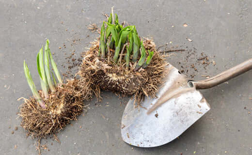 Two clumps of green onion plants with roots and soil beside shovel