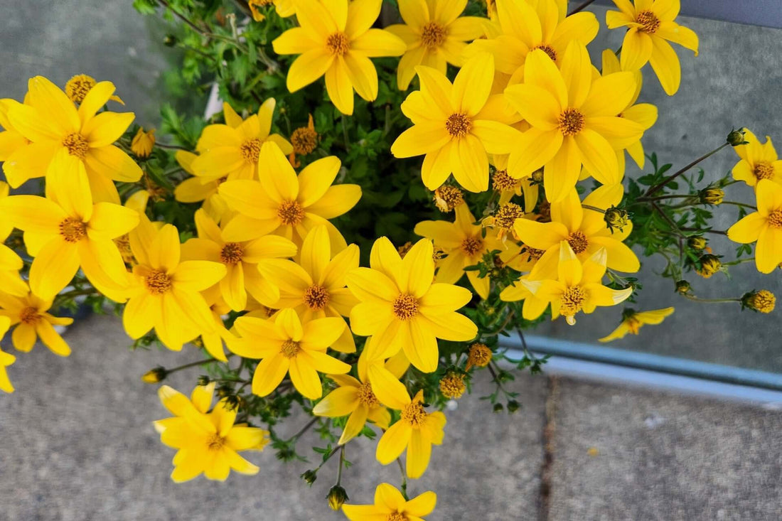 Vibrant Maximilian sunflower cluster with yellow petals and brown centers
