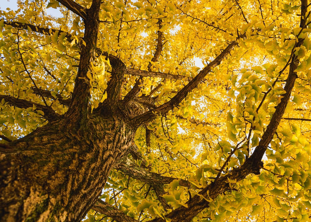 Majestic ginkgo tree with golden-yellow fall leaves and rugged trunk