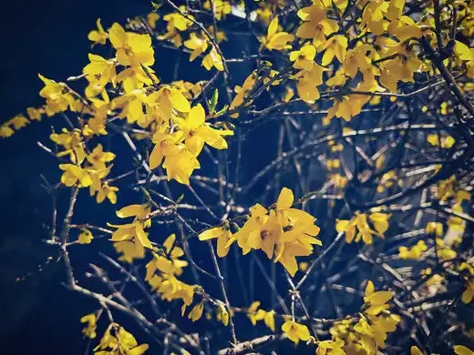 Vibrant yellow Forsythia intermedia blossoms on slender branches, deep blue backdrop