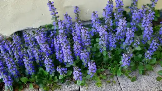 Vibrant purple groundcover flowers with green foliage along stone edge for erosion control