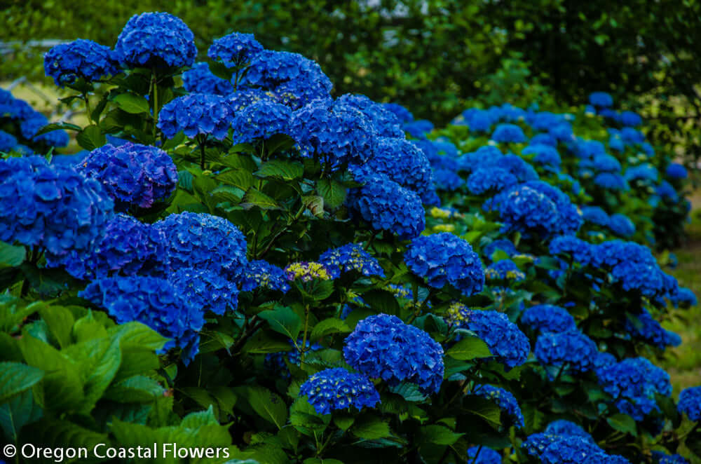 Vibrant royal blue hydrangea blossoms in full bloom with lush green foliage