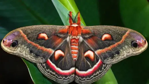 Colorful atlas moth with purple orange wings on green leaf