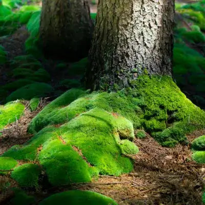 Vibrant green moss blankets rugged tree trunk base in forest, environmental impact.