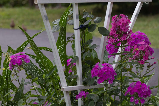 Vibrant purple tall phlox flowers blooming in clusters on white trellis