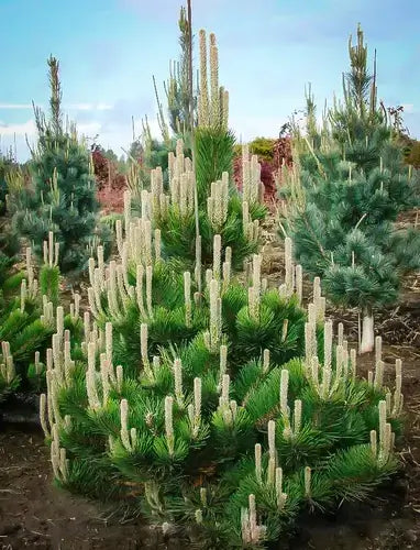 Lush green pine tree with dense needles and tall white flower spikes in TN Nursery landscaping