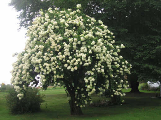 Lush viburnum tree with dense white flower clusters from TN Nursery