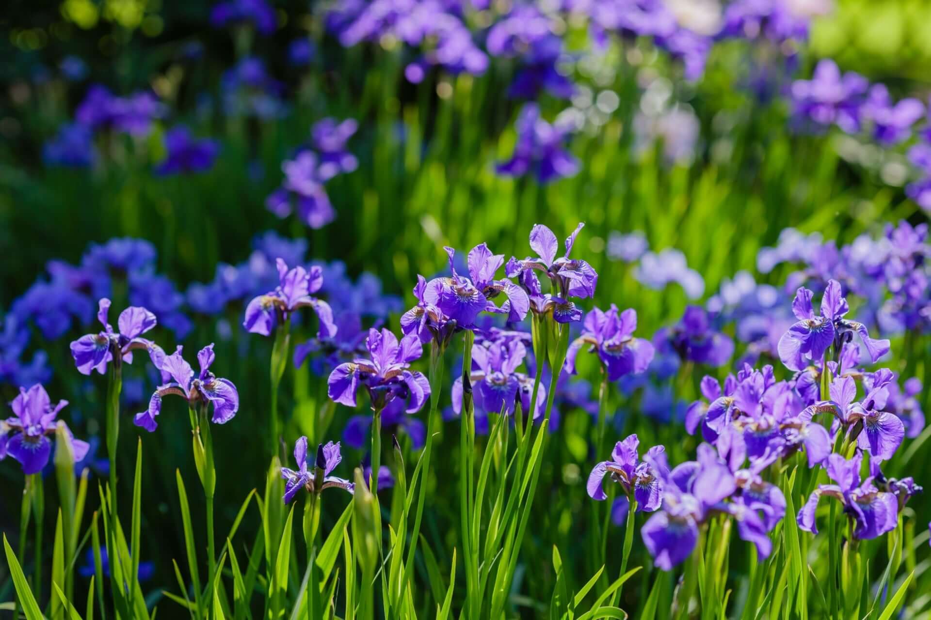 Vibrant blue flag iris field with purple layered petals and green stems