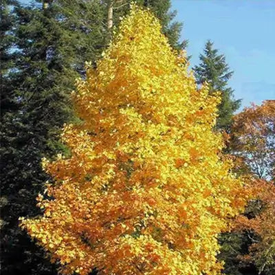 Vibrant golden-yellow maple tree towers like tall tulip poplar amid evergreens