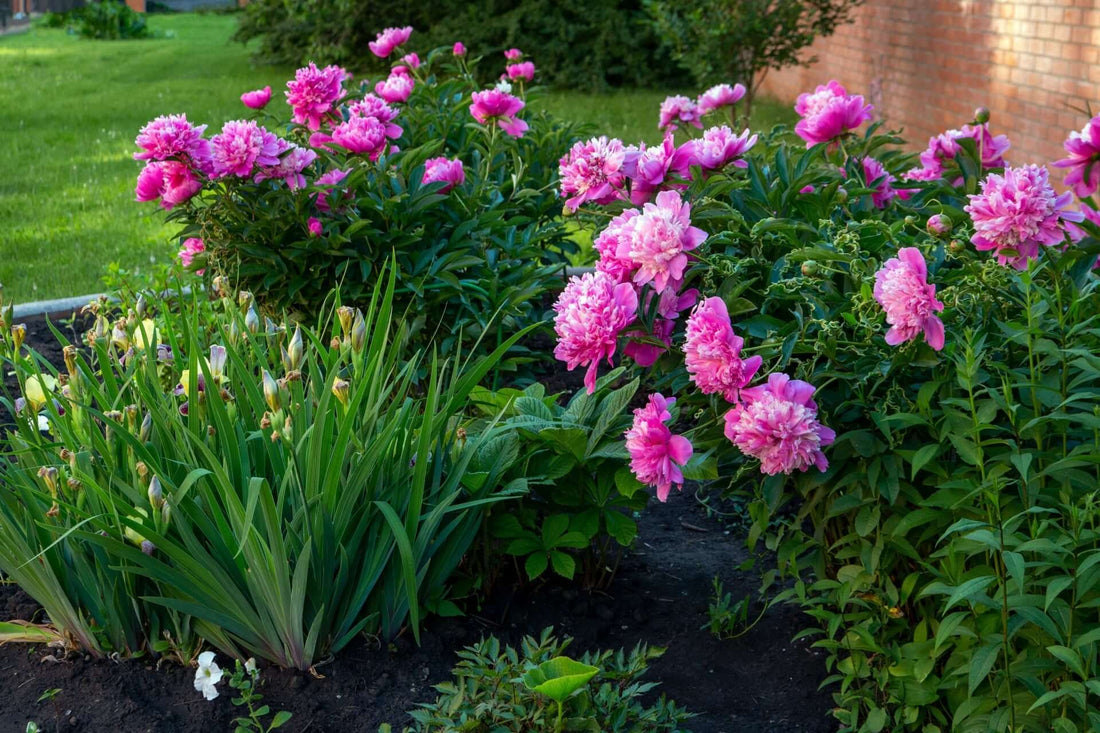 Vibrant pink peonies in full bloom for warm season perennial gardens
