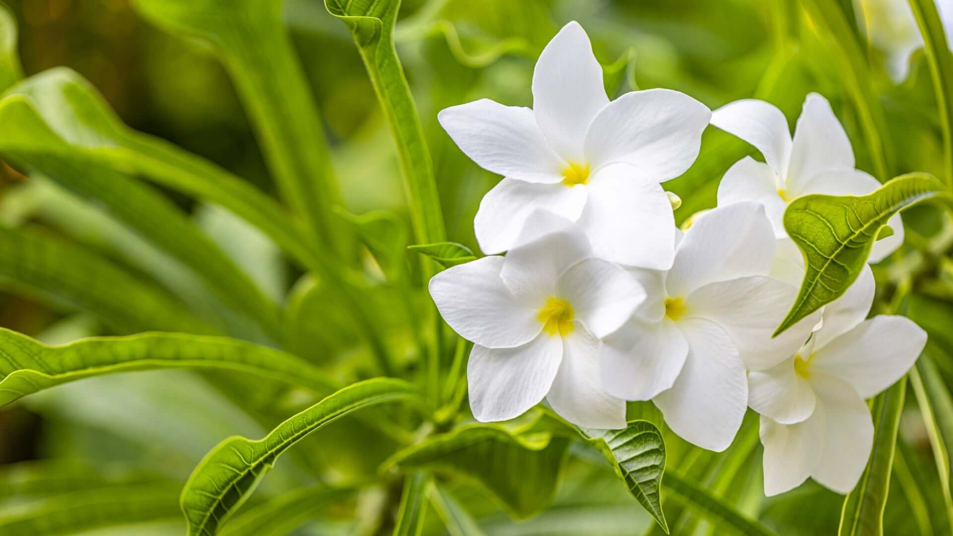 White frangipani flowers with yellow centers brighten native gardens