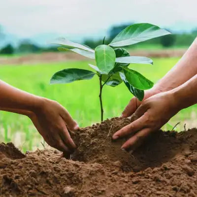 Young green sapling with broad leaves held in soil by hands for habitat restoration