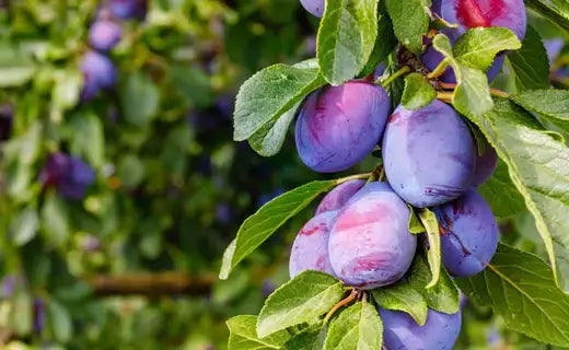 Cluster of ripe deep purple plums with pink blush on plum trees