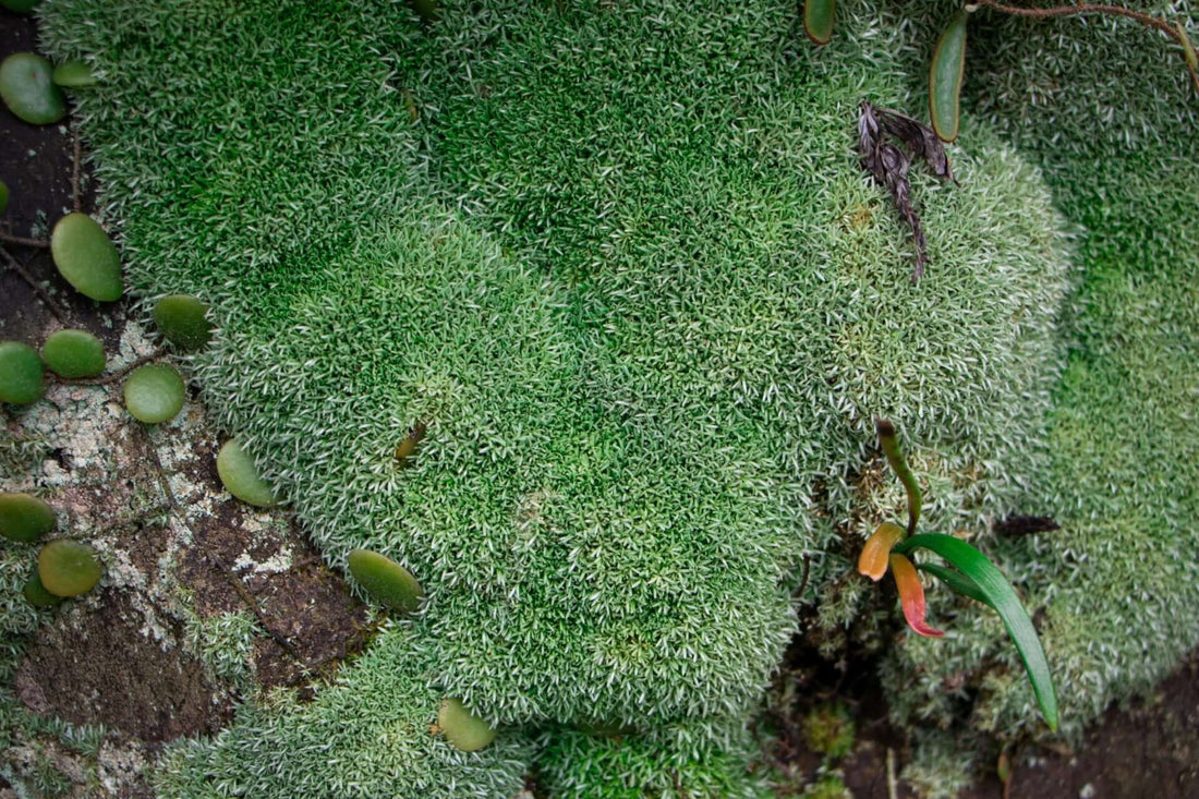 Fuzzy cushion moss with dense green filaments on rocky surface