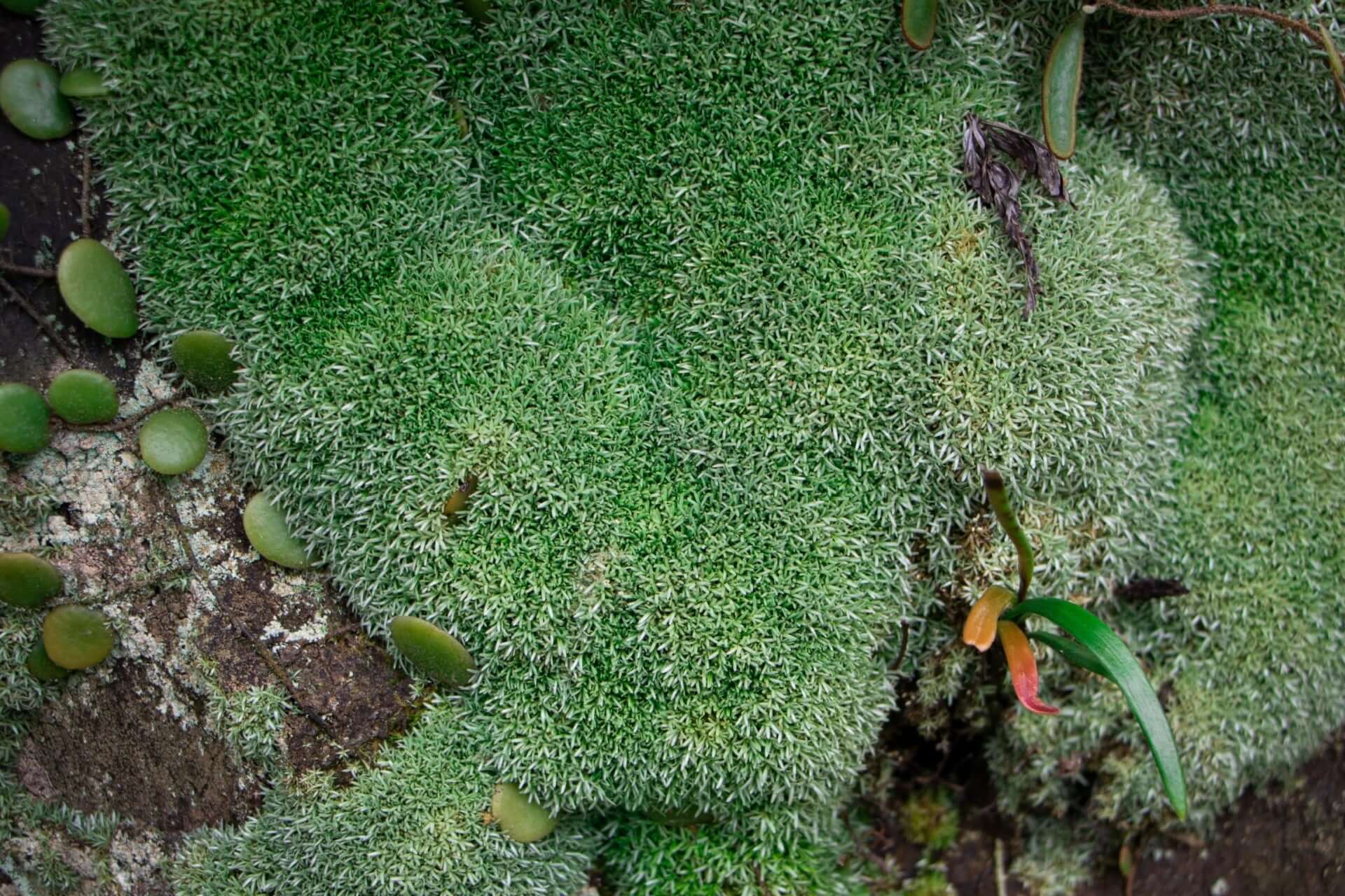 Fuzzy cushion moss with dense green filaments on rocky surface