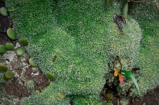 Fuzzy cushion moss with dense green filaments on rocky surface