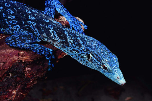 Striking blue lizard with intricate scales, rare wildlife attracted to unique plants