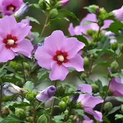 Pink Rose of Sharon hibiscus flowers with red centers amid green foliage