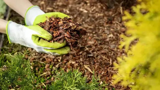 Hands in green and white gloves holding shredded wood mulch for autumn tree care