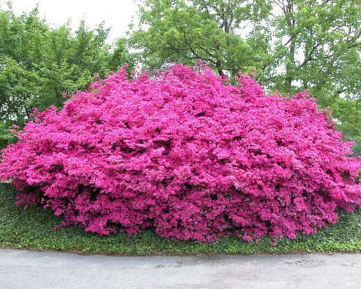 Vibrant magenta flowering bush in lush blooms at Birmingham Zoo by TN Nursery