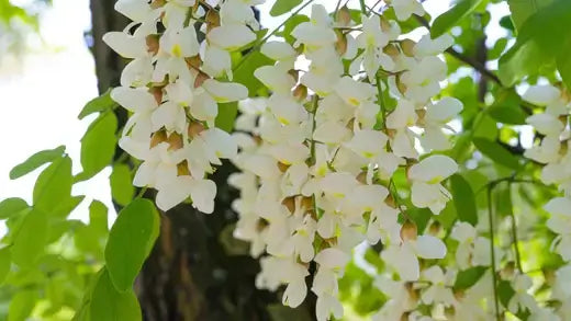 White wisteria cluster hanging from Black Locust tree branch at TN Nursery
