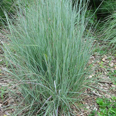 Lush clump of blue fescue grass with slender silvery-green blades