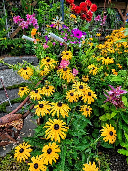 Vibrant yellow black-eyed susans with dark centers amid pink purple flowers in bold color garden