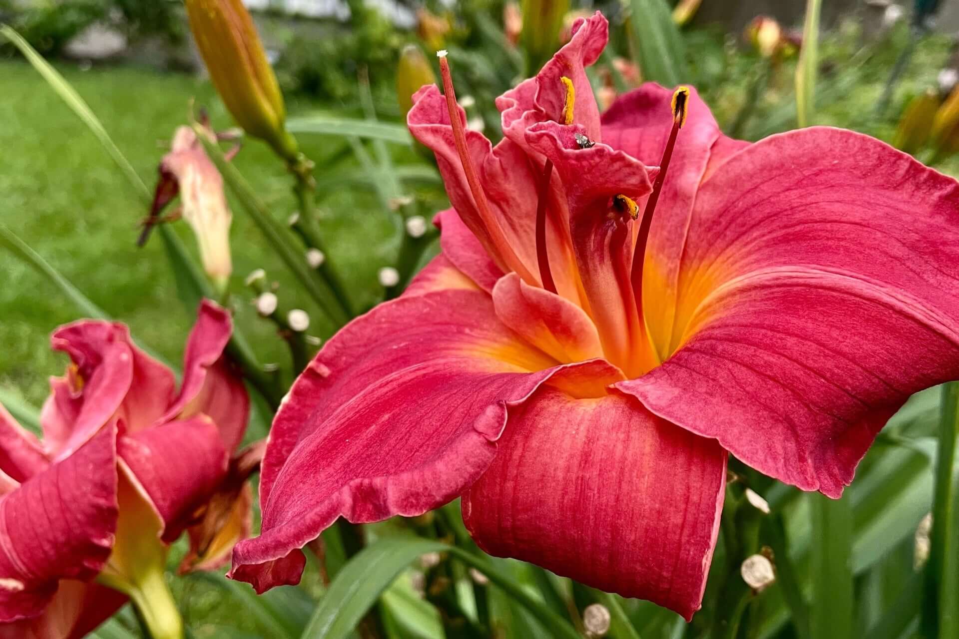 Vibrant red daylily with ruffled orange petals and yellow center