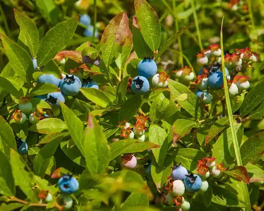 Ripe deep blue wild blueberries on green leaves in blueberry bush