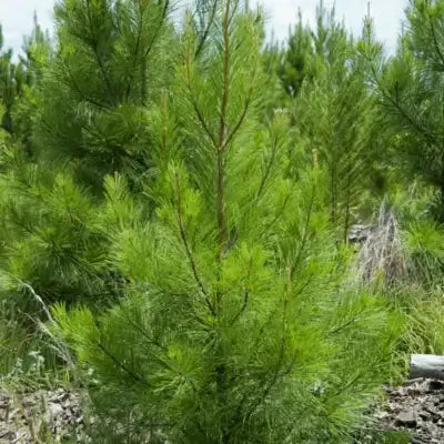 Young Virginia pine seedling with green needles in forest for landscaping