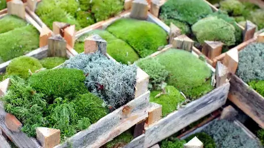 Fresh green moss growing in wooden crates for gardens