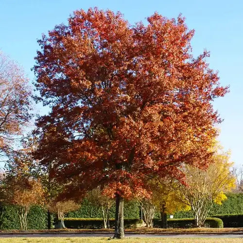 Majestic Pin Oak tree with vibrant red orange autumn leaves against blue sky