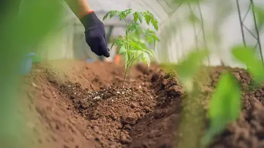 Gloved hand tending young green tomato plant in soil for organic fertilizer tips