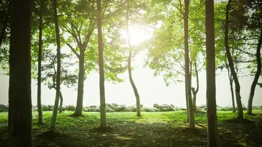 Sunlight filters through tall slender trees in serene TN forest