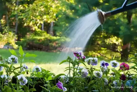 Brass nozzle spraying water on purple and white pansies for drought protection