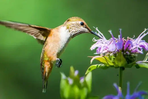 Hummingbird with iridescent orange green feathers hovers by purple flower aiding perennial pollination