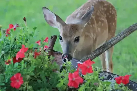 Young spotted fawn in red flowers, a garden pest surprise