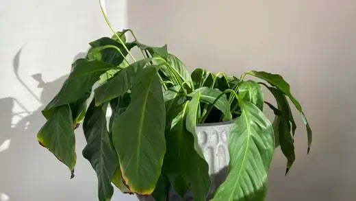 Lush green peace lily in white ceramic pot, sign of healthy plant