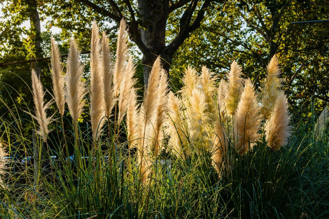 Feathery cream pampas grass swaying in sunlit garden, benefiting soil