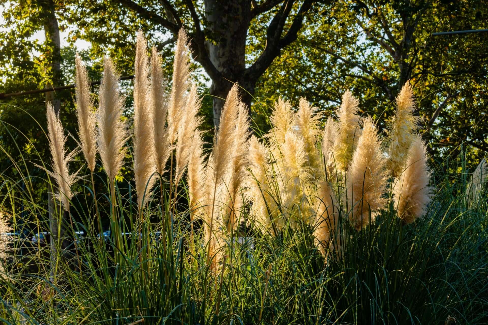 Feathery cream pampas grass swaying in sunlit garden, benefiting soil