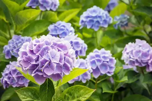 Vibrant purple hydrangea shrub blossoms with lush green leaves
