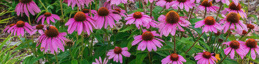 Vibrant pink coneflowers with dark brown centers at plant nursery near me