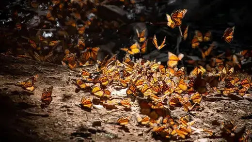 Dense swarm of endangered monarch butterflies on earthy surface