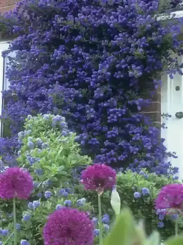 Purple flowering vine cascading down white door frame, ideal shade perennial